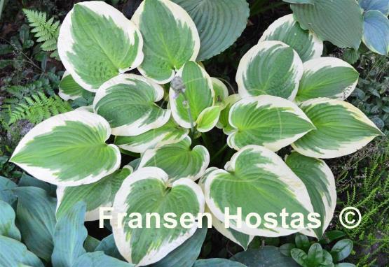 Hosta Sunny Smiles